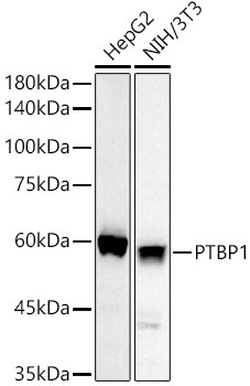 PTBP1 Rabbit Polyclonal Antibody - Image 2