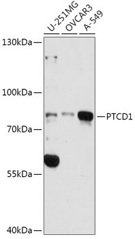 PTCD1 Rabbit Polyclonal Antibody