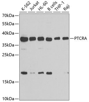 PTCRA Rabbit Polyclonal Antibody