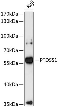 PTDSS1 Rabbit Polyclonal Antibody