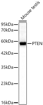 PTEN Mouse Monoclonal Antibody