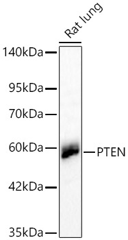 PTEN Mouse Monoclonal Antibody - Image 2