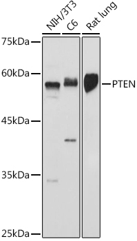 PTEN Rabbit Polyclonal Antibody
