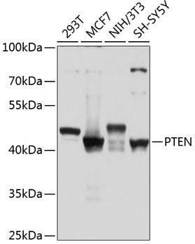 PTEN Rabbit Polyclonal Antibody