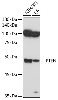 PTEN Rabbit Polyclonal Antibody