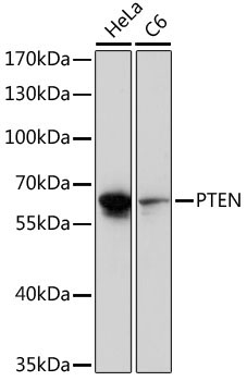 PTEN Rabbit Polyclonal Antibody