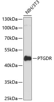 PTGDR Rabbit Polyclonal Antibody