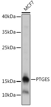 PTGES Rabbit Polyclonal Antibody