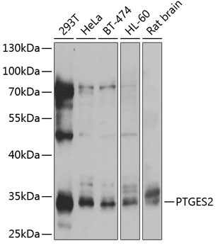 PTGES2 Rabbit Polyclonal Antibody