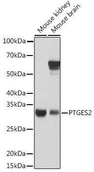 PTGES2 Rabbit Polyclonal Antibody