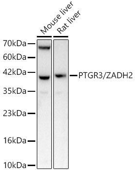 PTGR3/ZADH2 Rabbit Polyclonal Antibody
