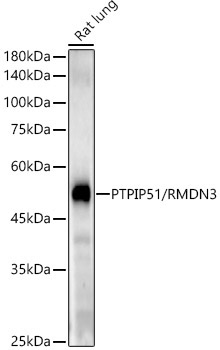 PTPIP51/RMDN3 Rabbit Monoclonal Antibody