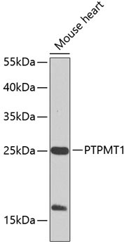 PTPMT1 Rabbit Polyclonal Antibody