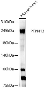 PTPN13 Rabbit Polyclonal Antibody
