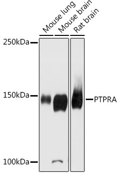 PTPRA Rabbit Polyclonal Antibody
