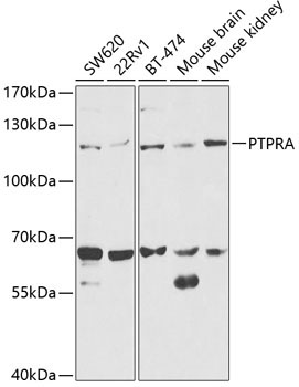 PTPRA Rabbit Polyclonal Antibody