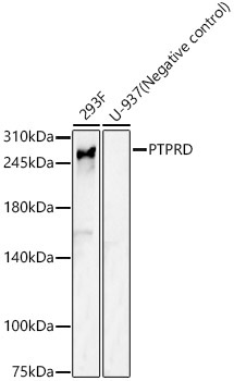 PTPRD Rabbit Polyclonal Antibody