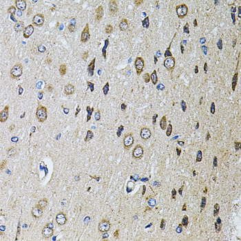 PTPRE Rabbit Polyclonal Antibody - Image 2