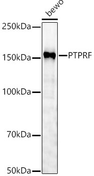 PTPRF Rabbit Polyclonal Antibody