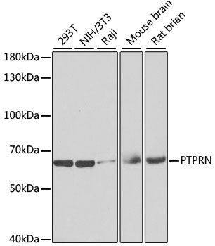 PTPRN Rabbit Polyclonal Antibody