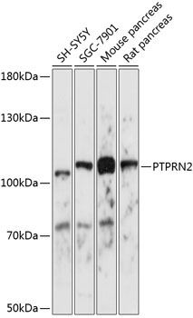 PTPRN2 Rabbit Polyclonal Antibody