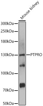 PTPRO Rabbit Polyclonal Antibody