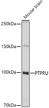PTPRU Rabbit Polyclonal Antibody