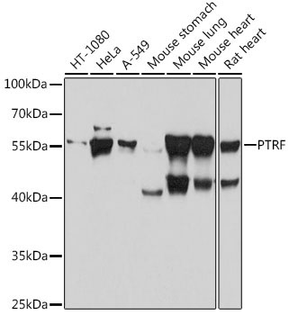 PTRF Rabbit Polyclonal Antibody