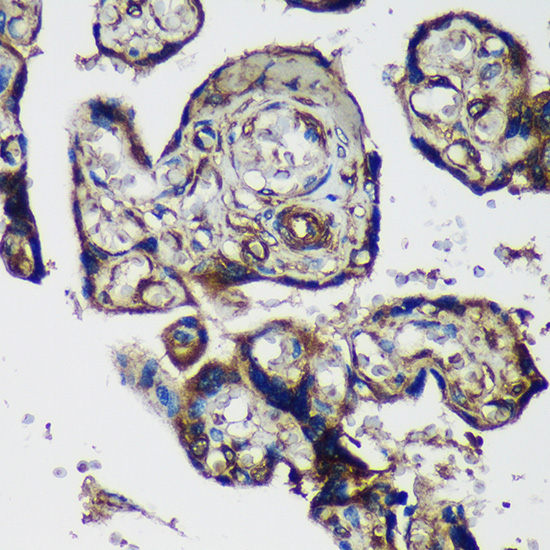 PTRF Rabbit Polyclonal Antibody - Image 2
