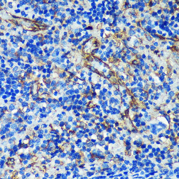 PTRF Rabbit Polyclonal Antibody - Image 3
