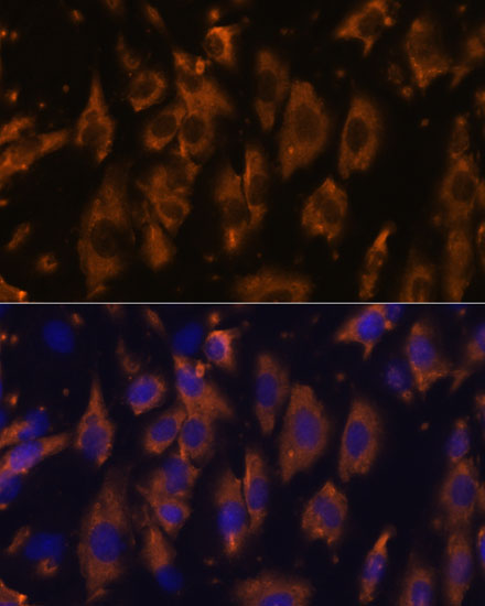 PTRF Rabbit Polyclonal Antibody - Image 4