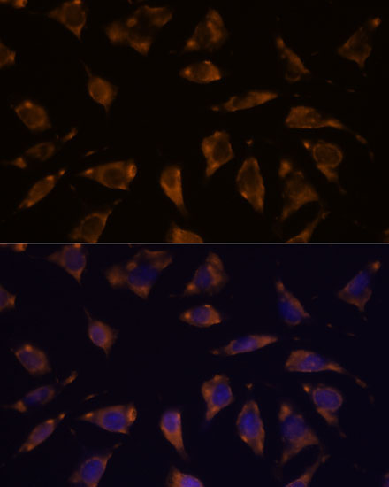 PTRF Rabbit Polyclonal Antibody - Image 5