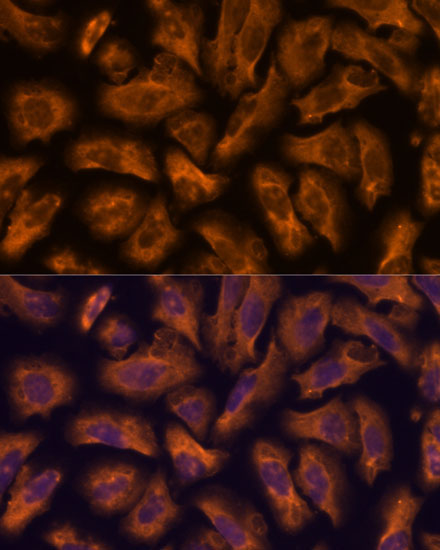 PTRF Rabbit Polyclonal Antibody - Image 6