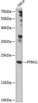 PTRH1 Rabbit Polyclonal Antibody