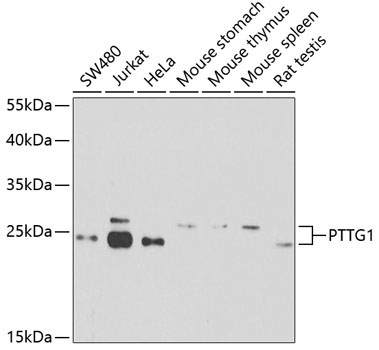 PTTG1 Rabbit Polyclonal Antibody