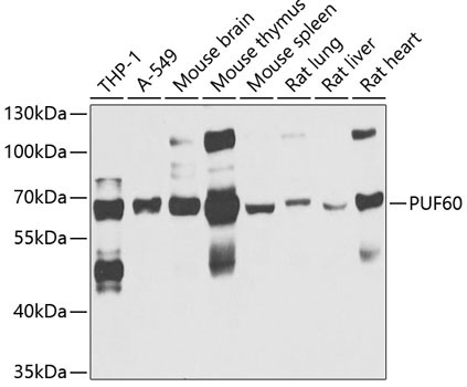 PUF60 Rabbit Polyclonal Antibody