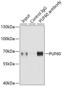 PUF60 Rabbit Polyclonal Antibody - Image 2