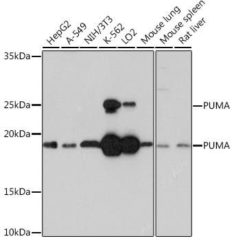 PUMA Rabbit Monoclonal Antibody