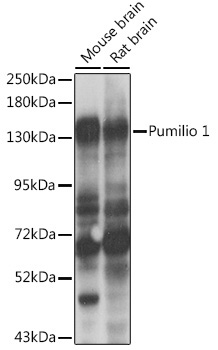 Pumilio 1 Rabbit Polyclonal Antibody