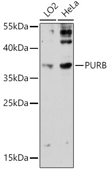 PURB Rabbit Polyclonal Antibody