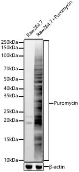 Puromycin Rabbit Polyclonal Antibody - Image 2