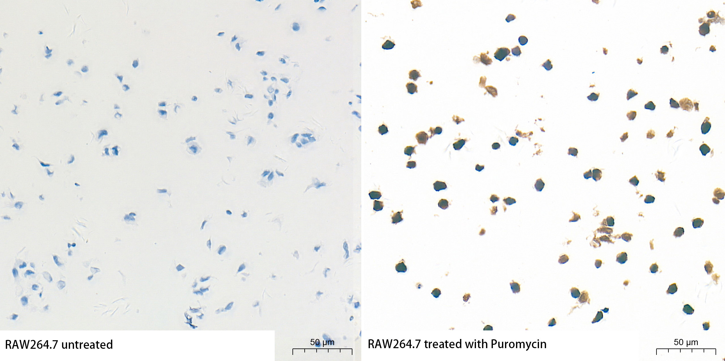 Puromycin Rabbit Polyclonal Antibody - Image 5