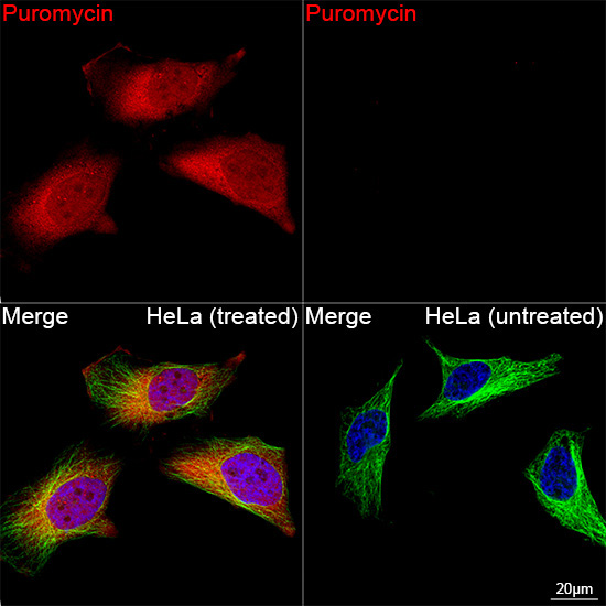 Puromycin Rabbit Polyclonal Antibody - Image 6