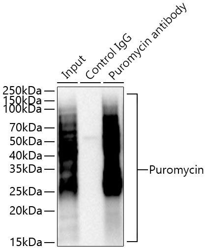 Puromycin Rabbit Polyclonal Antibody - Image 7