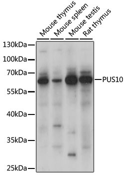 PUS10 Rabbit Polyclonal Antibody