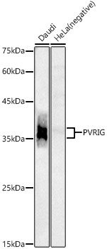 PVRIG Rabbit Polyclonal Antibody