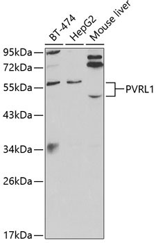 PVRL1 Rabbit Polyclonal Antibody