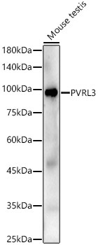 PVRL3 Rabbit Polyclonal Antibody