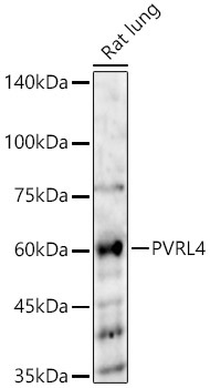 PVRL4 Rabbit Polyclonal Antibody
