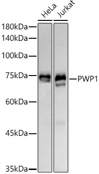 PWP1 Rabbit Monoclonal Antibody